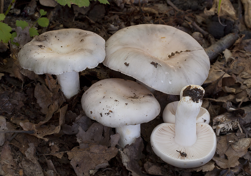 Russula medullata